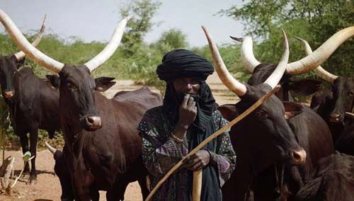 Cow Grazing by fulani Herdsmen